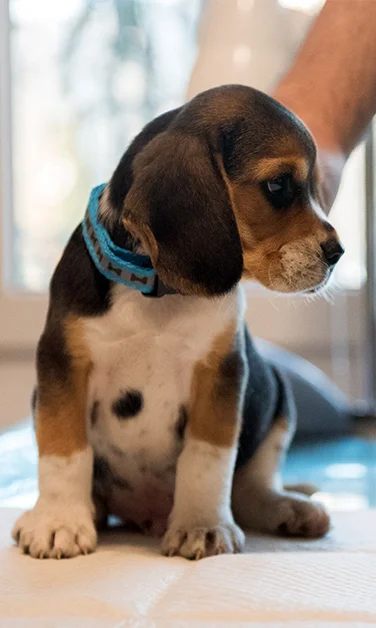Pentru microcipare la Cabinetul Veterinar HomeVet folosim cel mai mic ac posibil